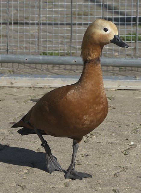 与努力